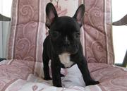 FRENCH BULLDOG PUPPIES FOR SALE.