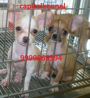 CHIHUAHUA EXCELLENT QUALITY PUPPIES  FOR  SALE @ 9999865594