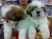 SHIH TZU  EXCELLENT QUALITY PUPPIES FOR SALE @ 9999865594