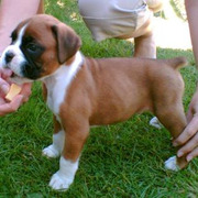 Boxer Puppies for Sale @ 09830064171