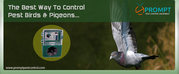 Get High End Pigeon Repellent Device from Prompt Pest Control