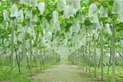 Non Woven Fruit Protection Cover - Vishal Synthetics