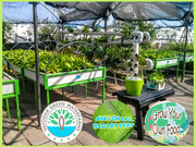 Hydroponics and Aquaponics system to grow own food