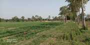 19.5 Bigha Agricultural Land at Sanoda Gam,  Dehgam Taluka,  Gandhinagar