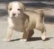 Pitbull Puppies for Sale in Ahmedabad