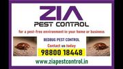 Bed Pest Treatment | Two services provided 100% result | 9047